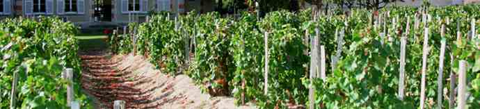 Welcome to Champagne Direct.co.uk